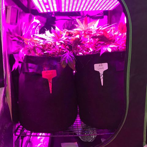 Mac growlog timeline photo