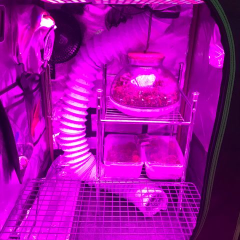 Mac growlog timeline photo