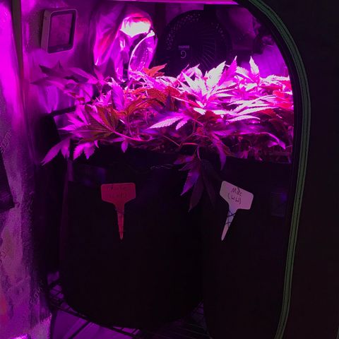 Mac growlog timeline photo