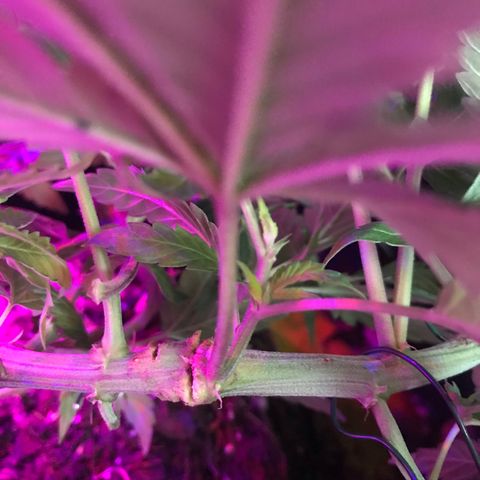 Mac growlog photo: I’ve left the training wire on Mac too long!! It has cut into some of his branches. I’m getting grafting wax and tape. 