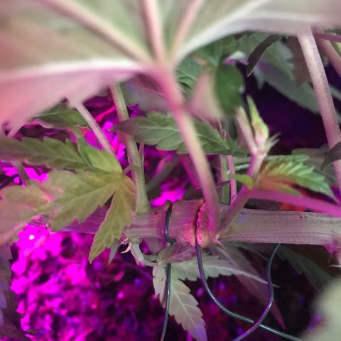 Mac growlog photo: I’ve left the training wire on Mac too long!! It has cut into some of his branches. I’m getting grafting wax and tape. 