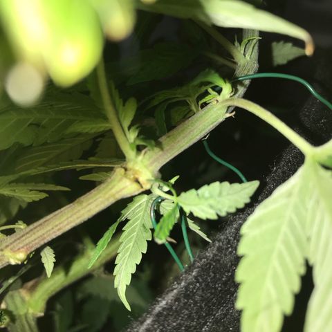 Mac growlog photo: I’ve left the training wire on Mac too long!! It has cut into some of his branches. I’m getting grafting wax and tape. 
