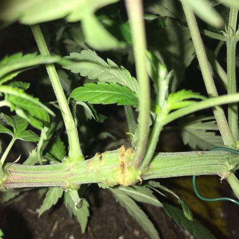 Mac growlog photo: I’ve left the training wire on Mac too long!! It has cut into some of his branches. I’m getting grafting wax and tape. 