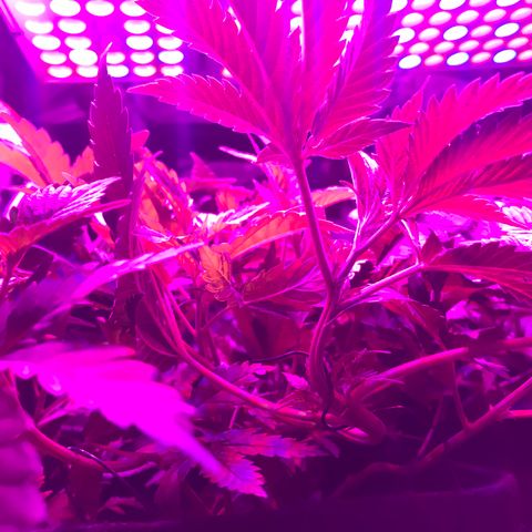 Mac growlog timeline photo