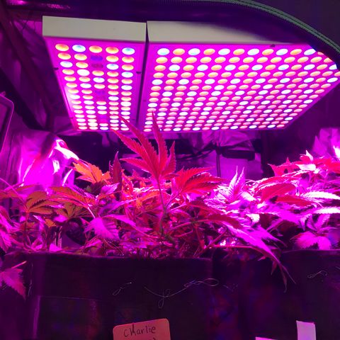 Mac growlog timeline photo