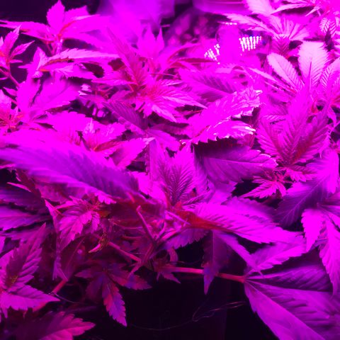 Mac growlog timeline photo
