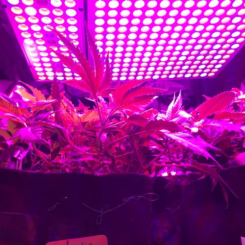 Mac growlog timeline photo