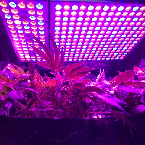 Mac growlog timeline photo