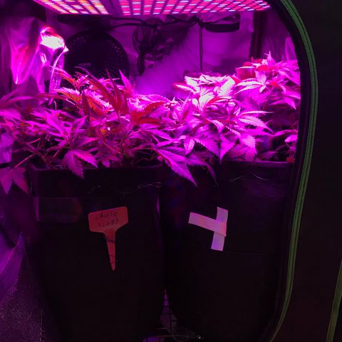 Mac growlog timeline photo