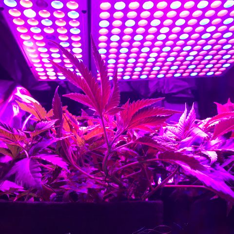 Mac growlog timeline photo