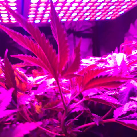 Mac growlog timeline photo