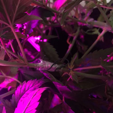 Mac growlog photo: Mac got stitched up today