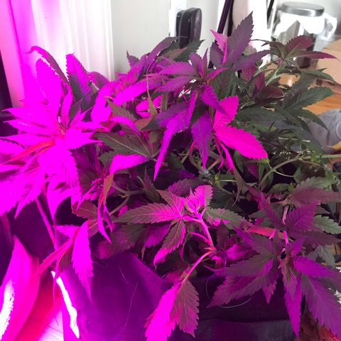 Mac growlog photo: Mac got stitched up today