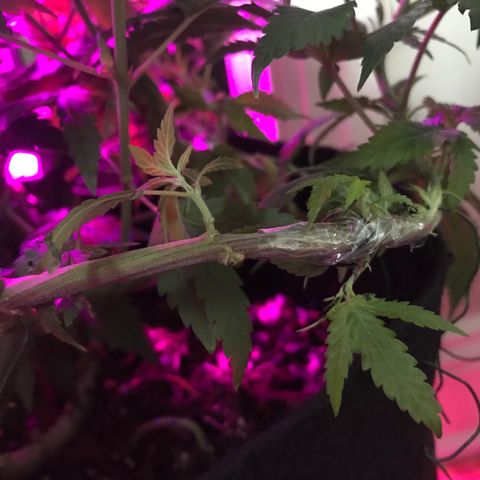 Mac growlog photo: Mac got stitched up today