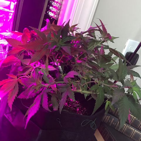 Mac growlog photo: Mac got stitched up today