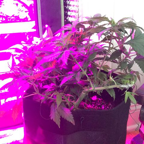 Mac growlog photo: Mac got stitched up today