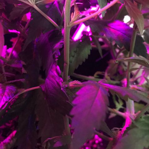 Mac growlog photo: Mac got stitched up today