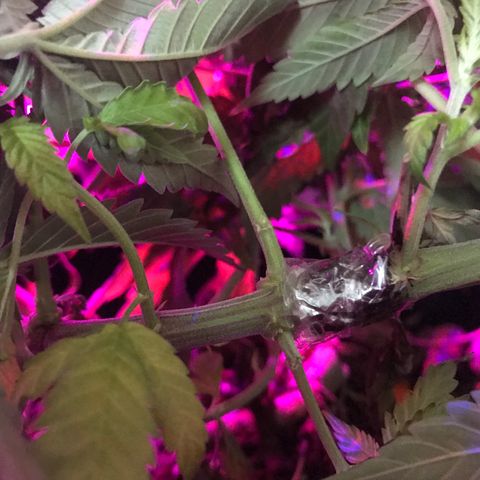 Mac growlog photo: Mac got stitched up today