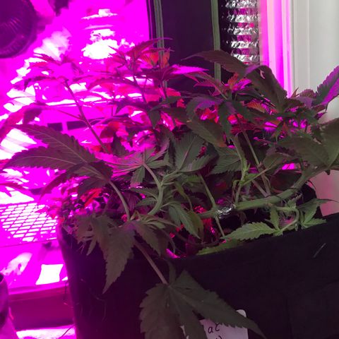 Mac growlog photo: Mac got stitched up today
