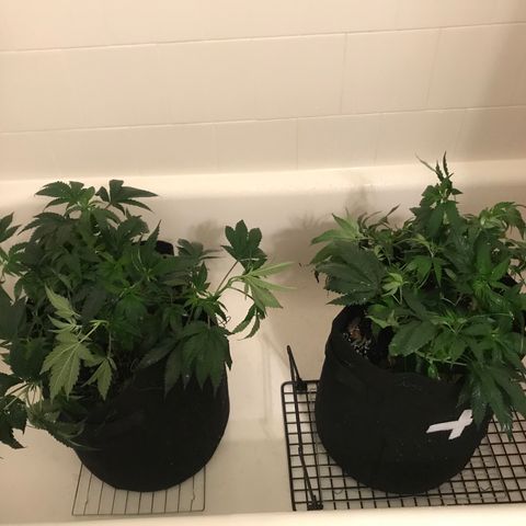 Mac growlog photo: Charlie and Mac got watered and nutrients today