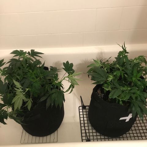 Mac growlog photo: Charlie and Mac got watered and nutrients today