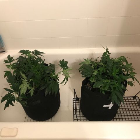 Mac growlog photo: Charlie and Mac got watered and nutrients today