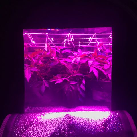 Mac growlog photo: Added a diy scrog! I had to do it over multiple times to get it right. I want to make a 3D printed frame with eyelets.