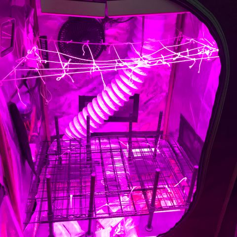 Mac growlog photo: Added a diy scrog! I had to do it over multiple times to get it right. I want to make a 3D printed frame with eyelets.