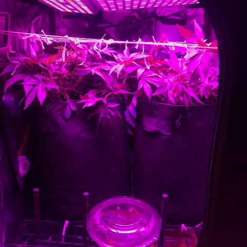 Mac growlog photo: Added a diy scrog! I had to do it over multiple times to get it right. I want to make a 3D printed frame with eyelets.