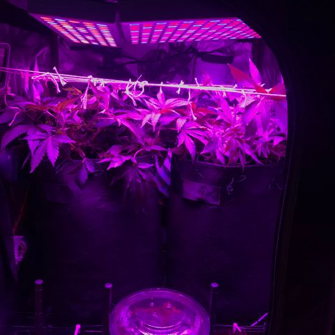 Mac growlog photo: Added a diy scrog! I had to do it over multiple times to get it right. I want to make a 3D printed frame with eyelets.
