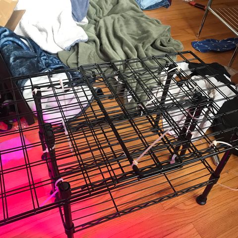 Mac growlog photo: I bought 2 spice racks from amazon and zip tied them with some frames from the wire organizer. It’s working well, although the poles get in the way when moving Mac and Charlie around.