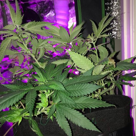 Mac growlog timeline photo