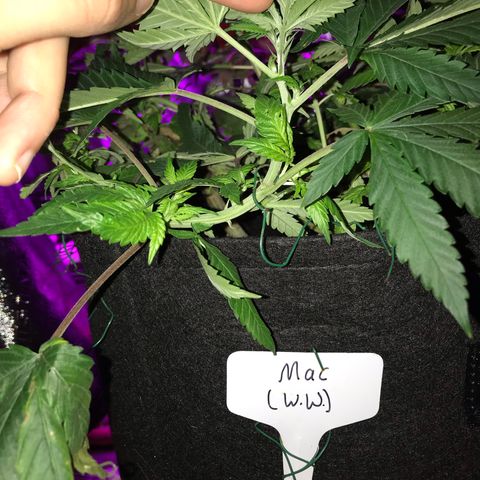 Mac growlog timeline photo