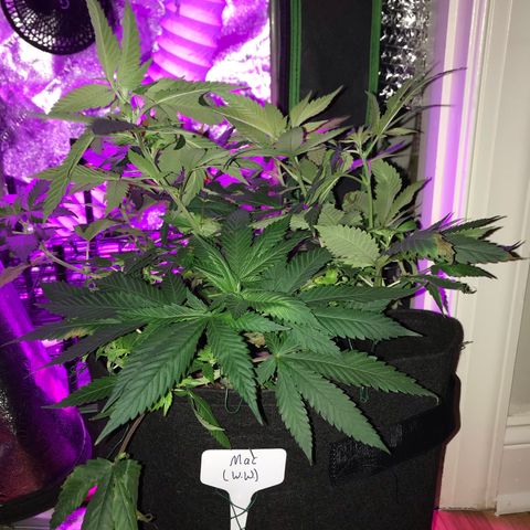 Mac growlog timeline photo