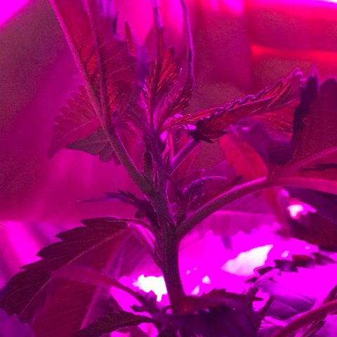 Mac growlog photo: Mac got watered today.