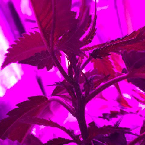 Mac growlog photo: Mac got watered today.
