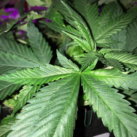 Mac growlog photo: Mac got watered today.