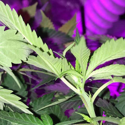 Mac growlog photo: Mac got watered today.