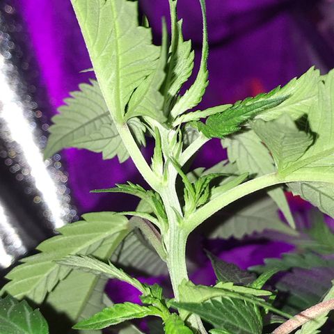 Mac growlog photo: Mac got watered today.