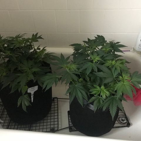 Mac growlog photo: The boys getting watered