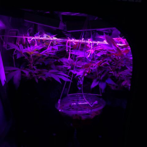 Mac growlog timeline photo