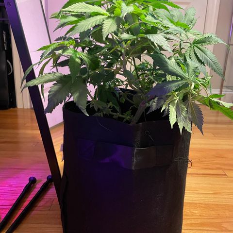 Mac growlog photo: Mac got lollipopped today!