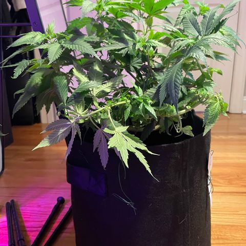 Mac growlog photo: Mac got lollipopped today!