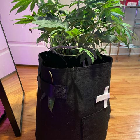 Mac growlog photo: Mac got lollipopped today!