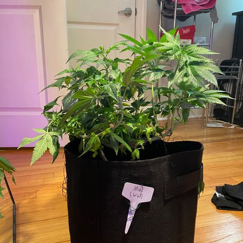 Mac growlog photo: Mac got lollipopped today!