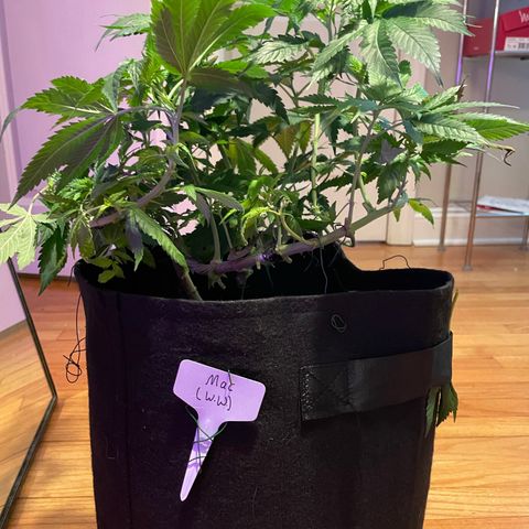Mac growlog photo: Mac got lollipopped today!