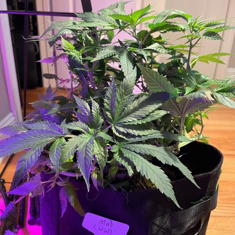 Mac growlog photo: Mac got lollipopped today!