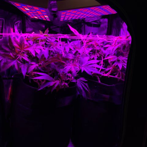 Mac growlog photo: After lollipopping 
