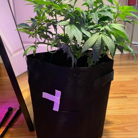 Mac growlog photo: Mac got lollipopped today!