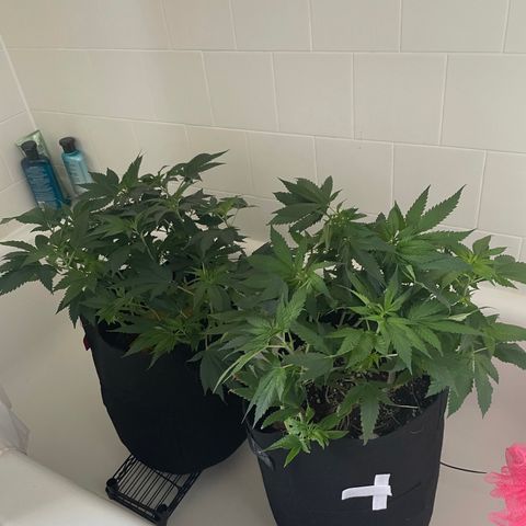 Mac growlog photo: The boys got water and nutes today. Although, I may have given Charlie both doses...I forgot who I gave nutes to. We’ll see. I also used fox farms big bloom instead of the usual.